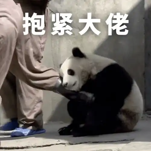 福利放送全套大熊猫表情包收好不谢
