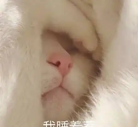 为什么,狗狗喜欢和主人一起睡呢
