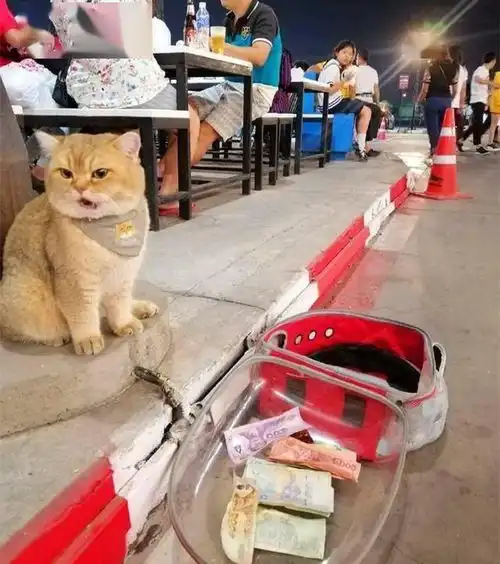 猫坐路边等主人吃饭,居然有人往猫包里扔钱猫当场气炸
