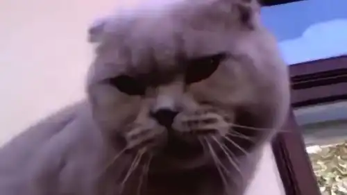 看看这只猫咪,你怎么表情这么凶啊,就不能温柔一点吗
