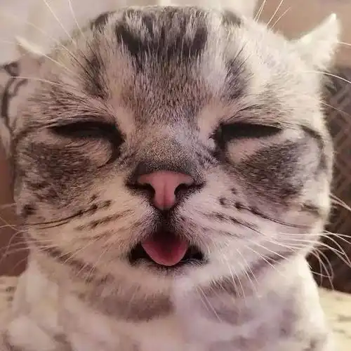 有没有可爱到爆炸的头像猫咪单人头像丨表情包
