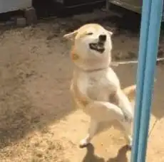 柴犬为什么叫戏精看了这些表情包你就知道了
