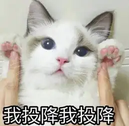 猫咪头疼表情包
