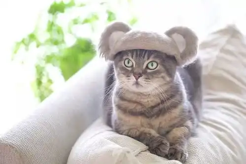 自己掉的毛自己戴日本爆火的猫毛帽,这也太可爱了吧
