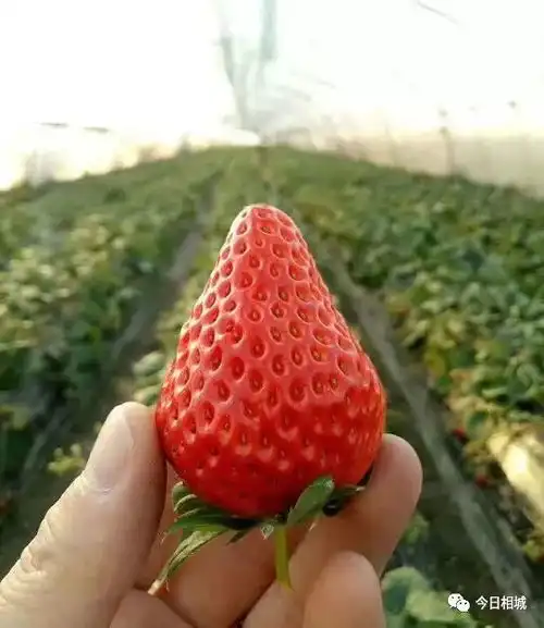 当季食娱跨上小篮子,一起莓飞色舞吧
