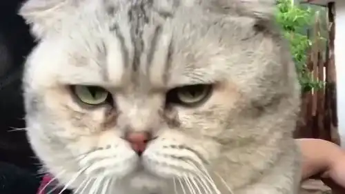 女主人把猫咪抱在肚子上,还让对方给自己使点劲按摩,网友委屈
