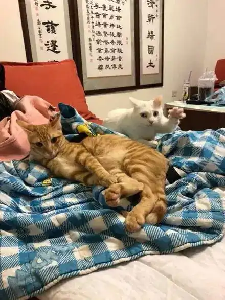 童年未解之谜竟然有答案了,有点接受不了
