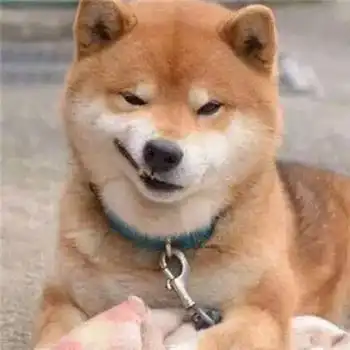 最全沙雕狗子表情包合辑年度最傻狗子都在这儿了
