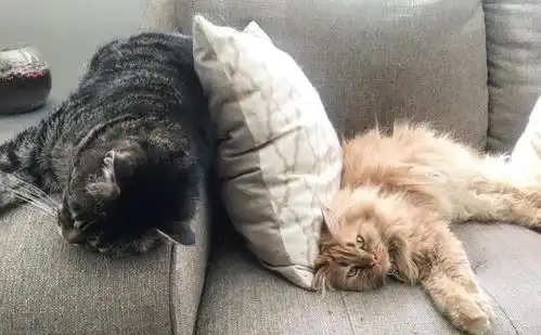 老猫去世让橘猫很伤心,却又见主人另寻新欢,表情逐渐严肃了
