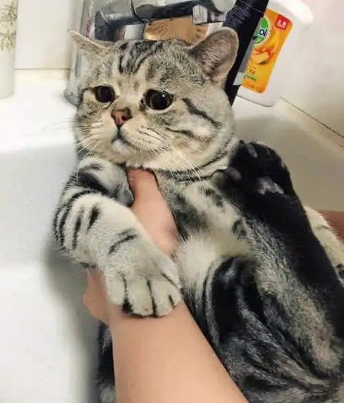 猫咪听到要洗澡,赶紧抱住凳子不撒手,温柔的反抗让主人心都化了
