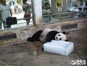 三伏天滚滚避暑有高招抱着冰块不撒爪
