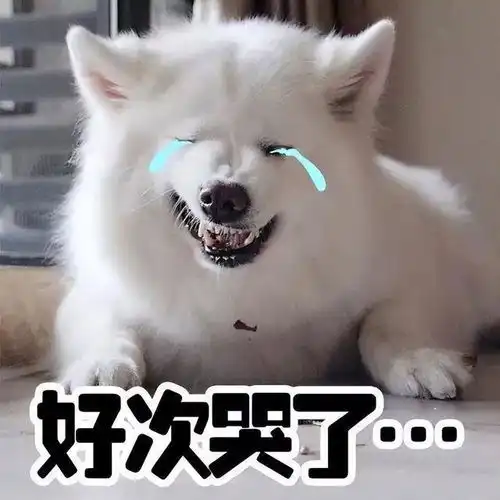江湖人称狗界怂王的6种狗,又怂又搞笑,你家的上榜没
