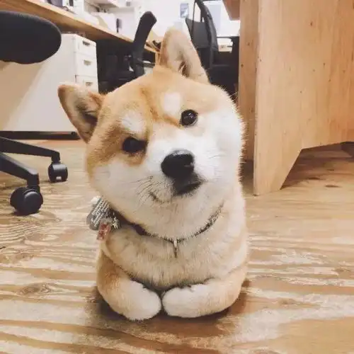 世界萌宠图鉴柴犬,一只行走的表情包
