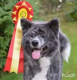不要把它跟柴犬搞混了,一狗酱的犬种小科普之傲娇又忠诚的秋田犬