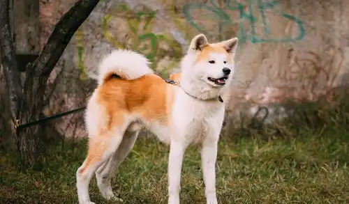 世界最具贵族气质的犬,二哈高居第三,第一名副其实
