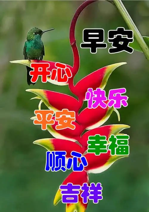 早上好表情包,鲜花带去我的问候,天天好心情
