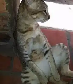 网友家的猫做完绝育后,一副生无可恋的表情
