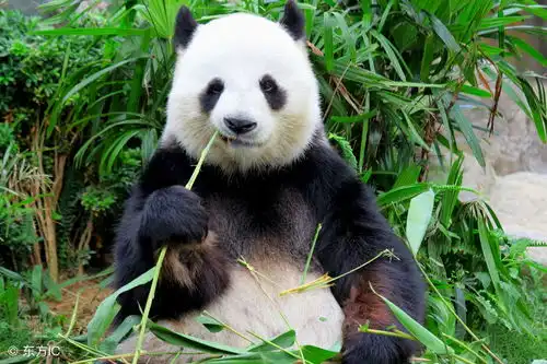 心理测试那个熊猫更可爱测你的爱情结局是不是美满

