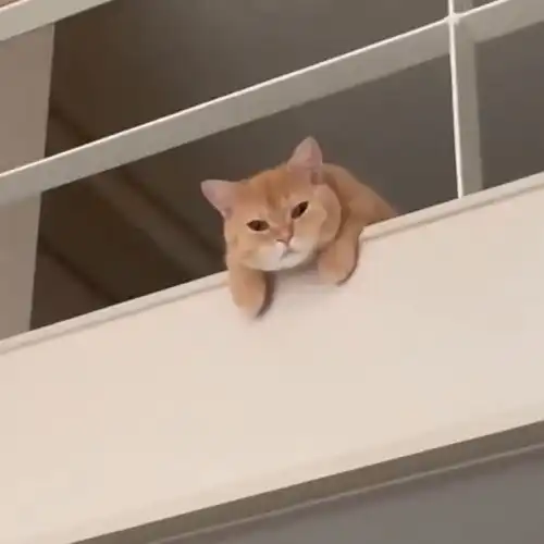 小猫为什么会emo,最后的表情我太心疼啦
