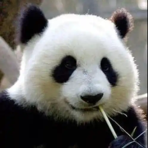 熊猫头表情包沙雕大熊猫
