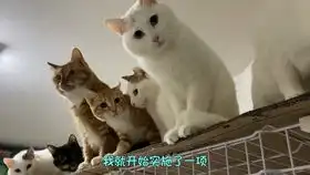 叨乐那生无可恋的表情cr小鱼儿夫妇

