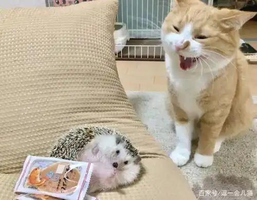 猫咪可以和刺猬一起养吗
