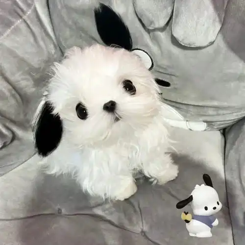 萌系头像
