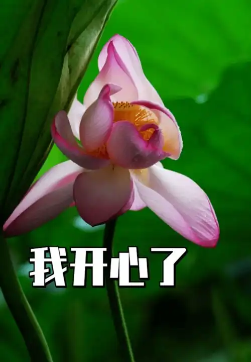 好运莲莲深圳人,你的专属夏日表情包来了
