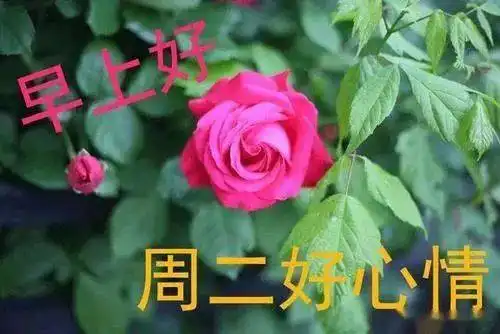 4月6日周二早上好表情包,给你送上周二的珍贵祝福

