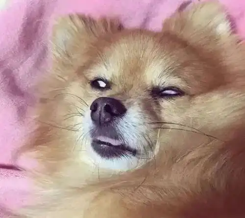 别人家博美就是小可爱,咱家博美简直就是二傻子,太丢狗脸
