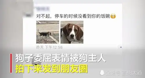 停车压坏狗碗,狗子委屈的表情火了,几十万网友在线让狗主人赔碗
