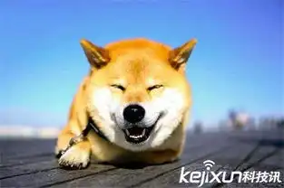 日本超萌柴犬丸子全球数百万粉丝表情丰富傲娇
