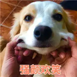 没对比就没伤害,果然别人家宠物从不让人失望
