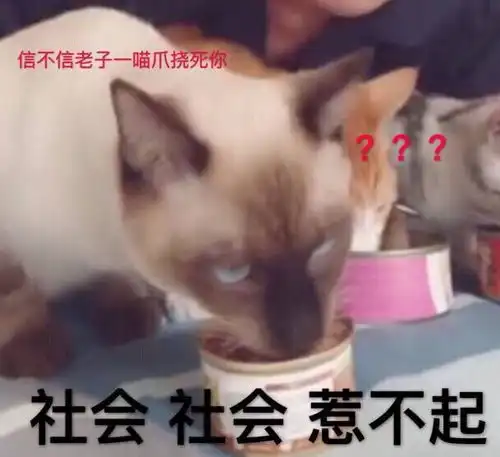 沙雕二十,实红猫届表情包头把交椅,更新表情包...
