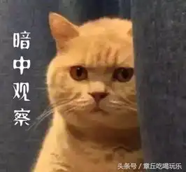 用了那么多年宠物表情包,你知道它们本尊都是谁吗,哈哈笑死个人