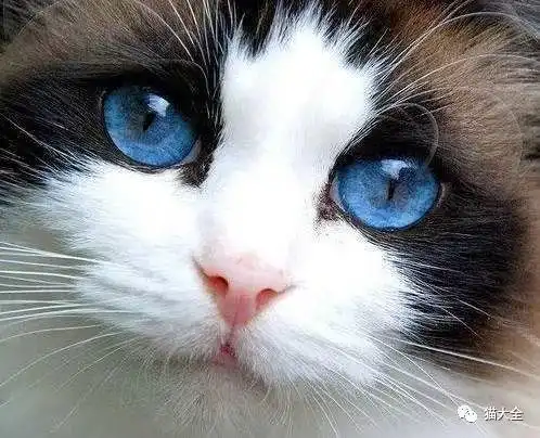 护眼宝典猫咪结膜炎防治全知道
