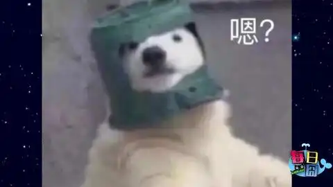 cy弹珠,solo猫头鹰
