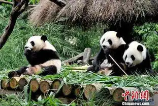 成都23只大熊猫幼仔集体亮相上演熊猫瘫图
