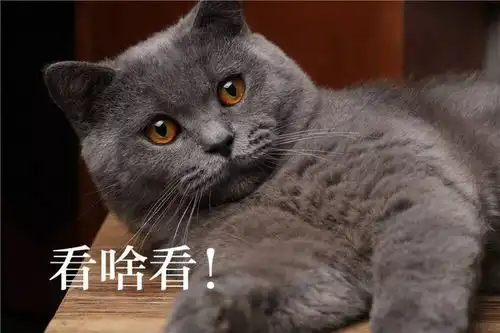 铲屎官用猫咪的不同表情配上文字做成了表情包,太形象了
