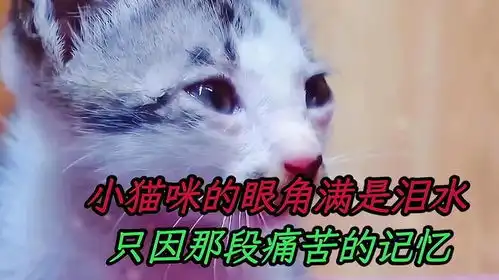 泪眼婆娑的小猫咪,它到底经历了怎样的痛苦,眼泪汪汪让人心疼
