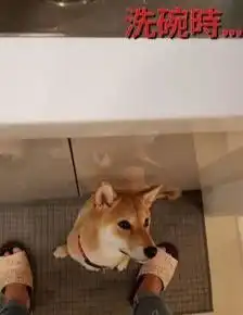 听说柴犬不亲人难养主人用照片狂打脸,你看我脚边是什么
