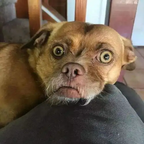 最丑狗狗排行榜,丑得让人想笑
