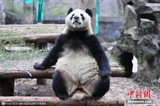 杭州动物园大熊猫呆萌打坐萌翻全场
