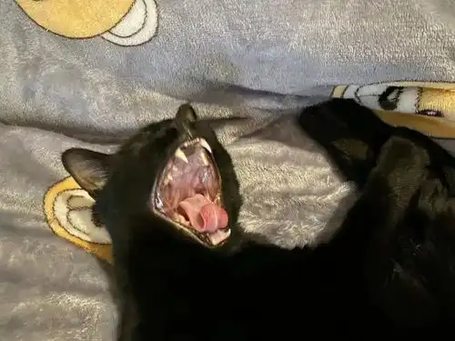 猫主子表情包私图大pk进来的都给我笑
