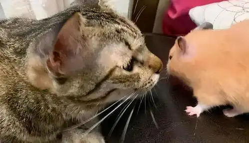 仓鼠被3只猫包围,惊悚的表情笑翻网友,仓鼠你们要干啥
