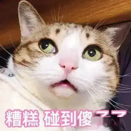 你若安好那还得了丨第146期喵表情
