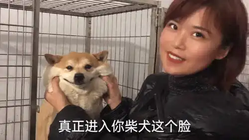 刚满2周岁的母犬,随手就能捏出表情包,怎么撸柴犬都不腻
