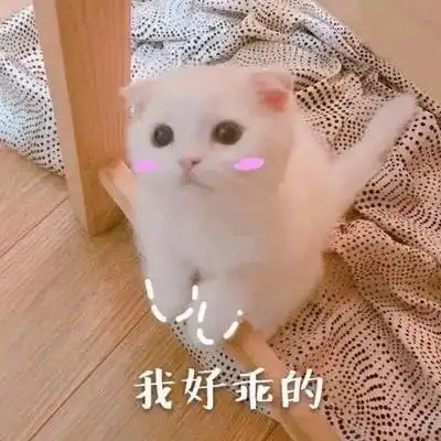 撸猫后出现怪病,反复高烧不退医生检查发现
