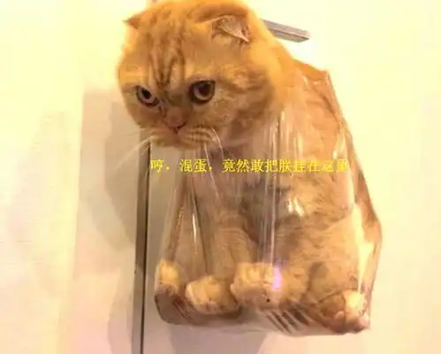 橘猫犯错,被挂在门外反思,下一秒它的表情让主人笑得直不腰
