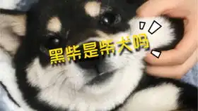 50只柴犬的聚会黑柴被吓成了表情包